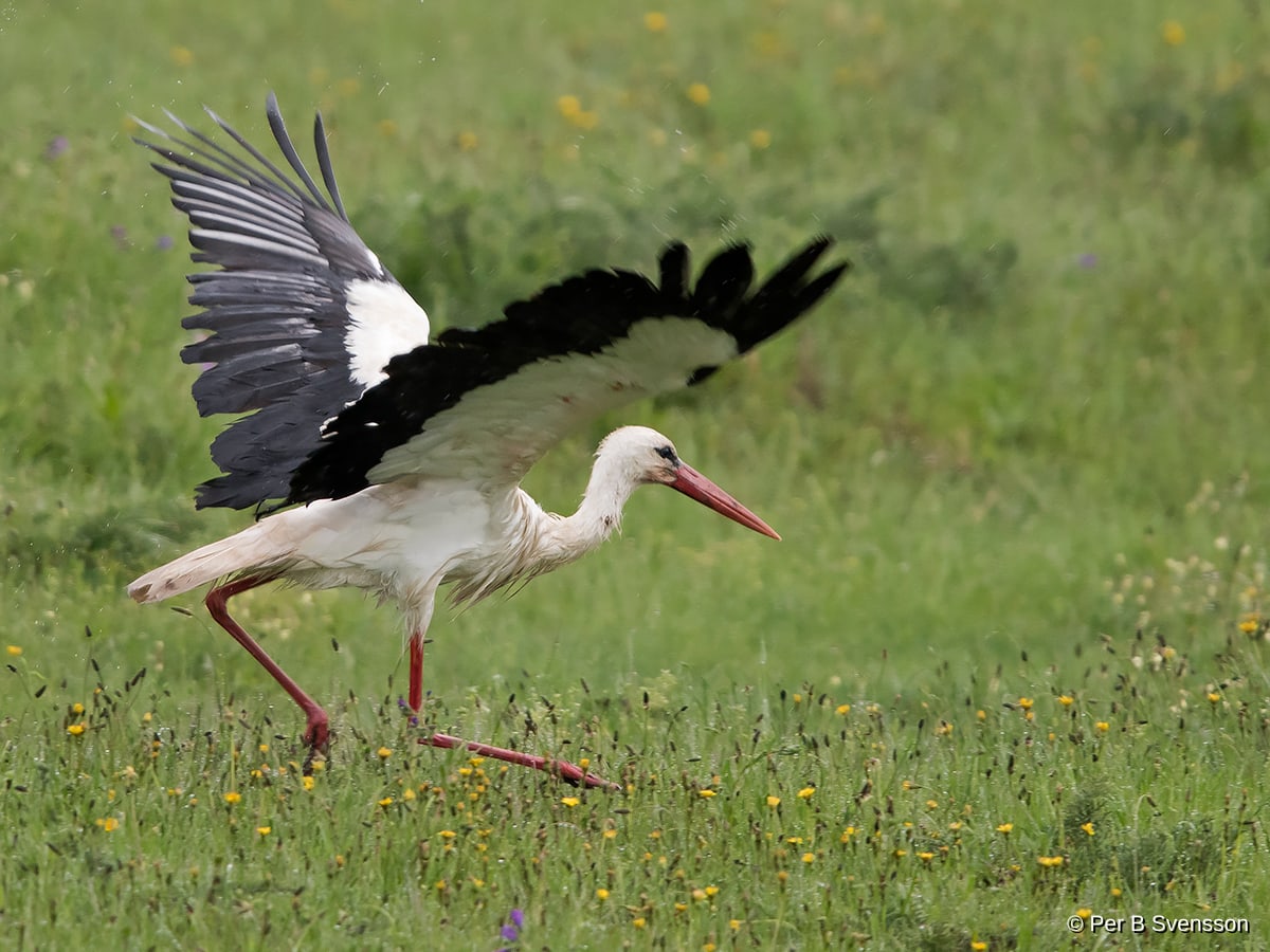 Hvid Stork
