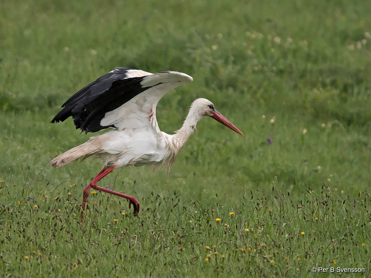Hvid Stork