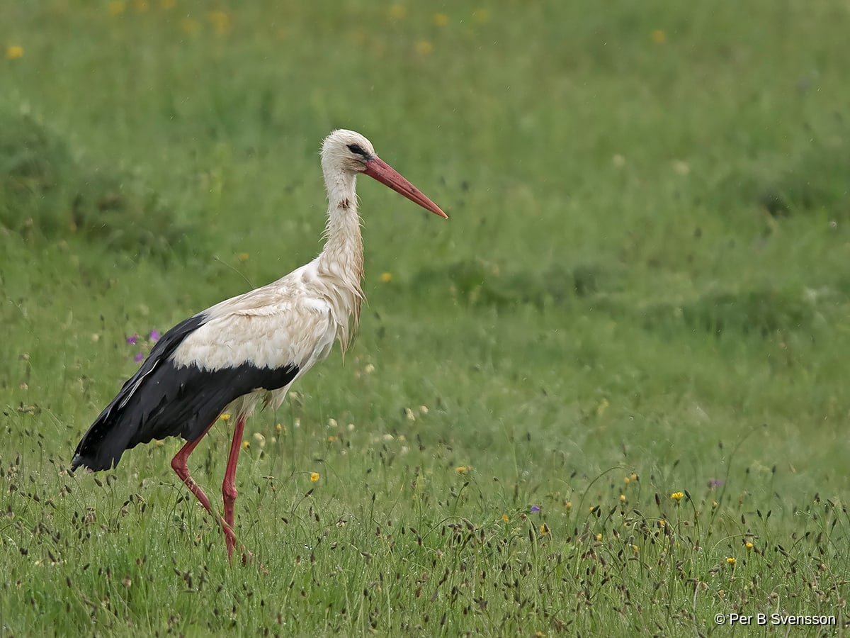 Hvid Stork