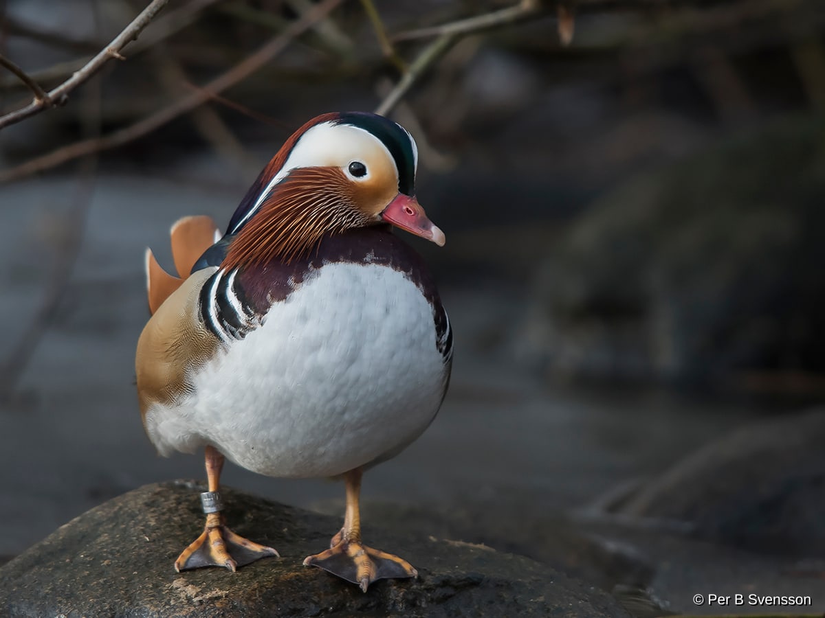 Mandarinand
