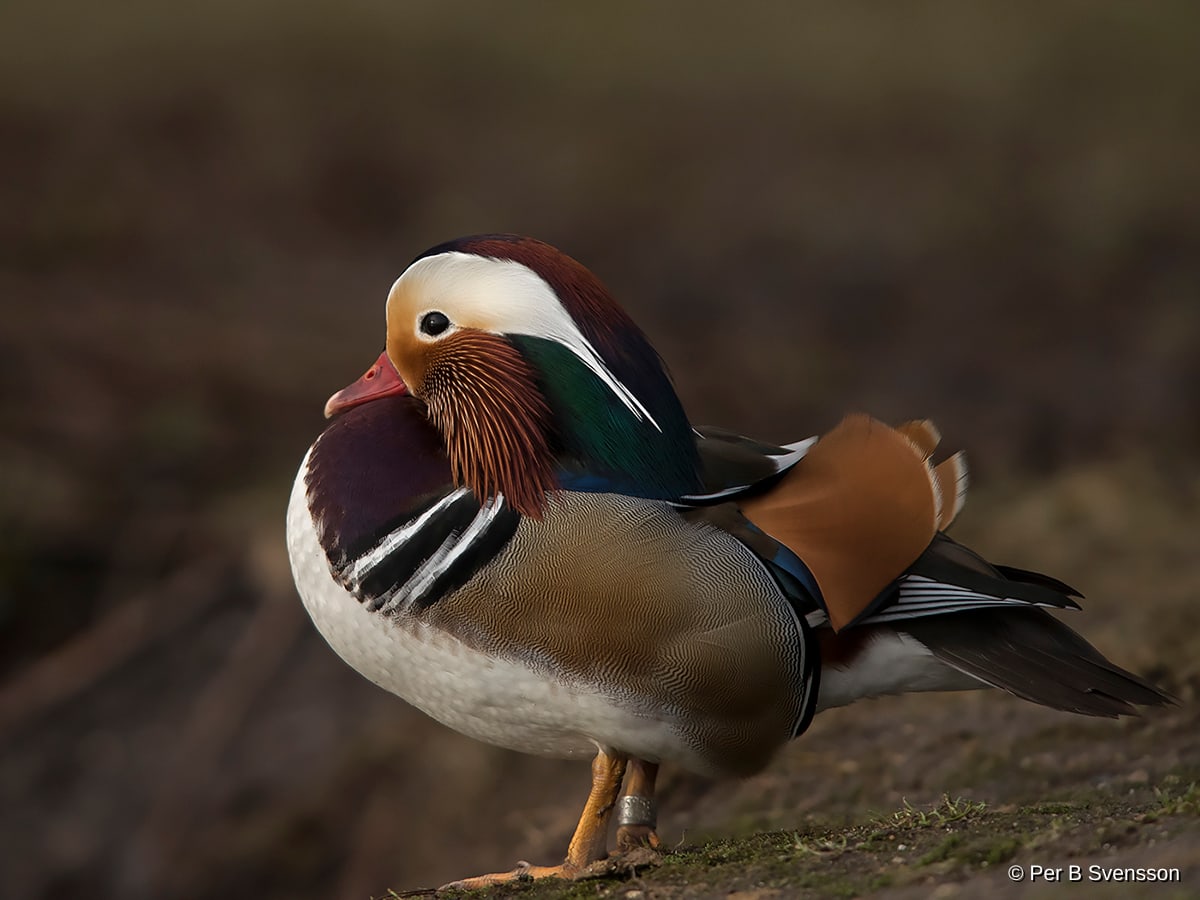 Mandarinand