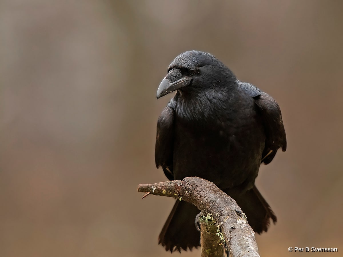 Ravn