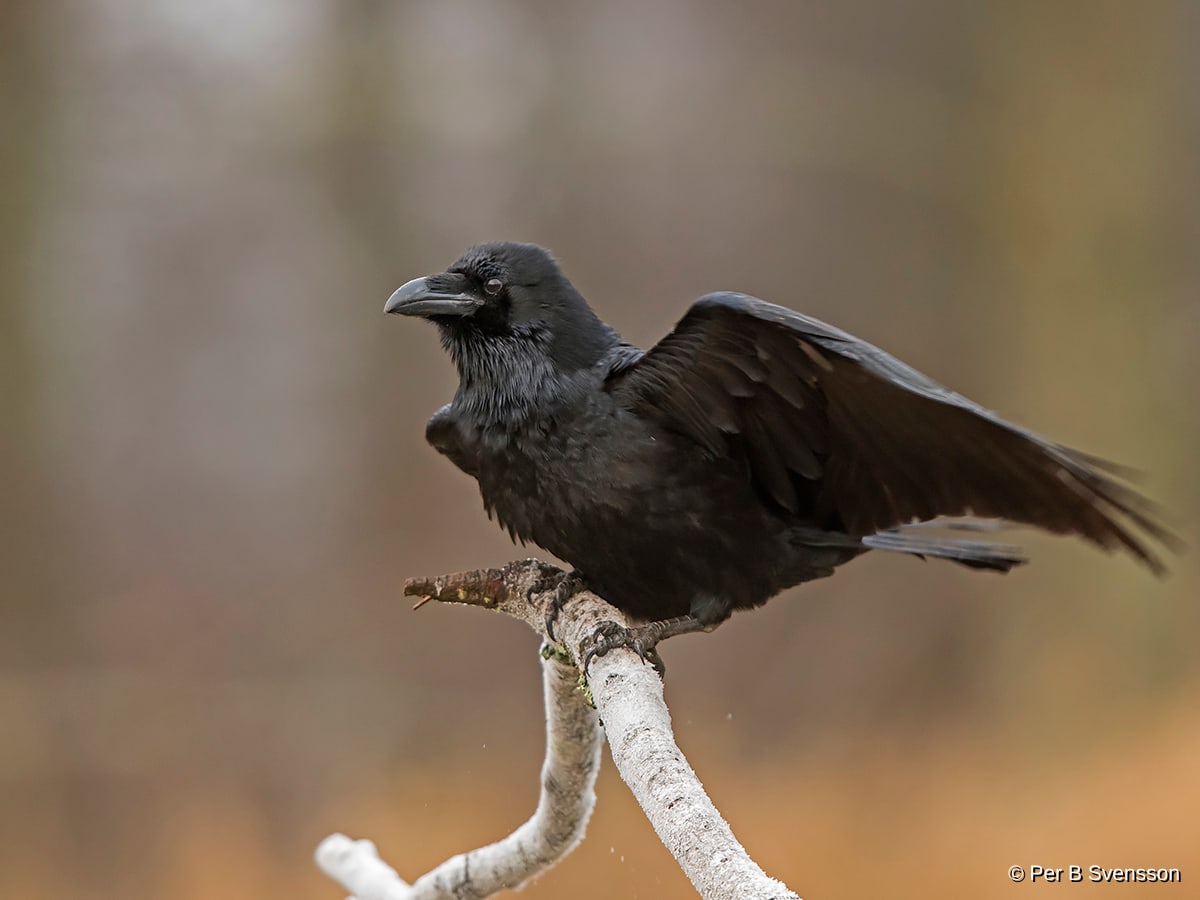 Ravn
