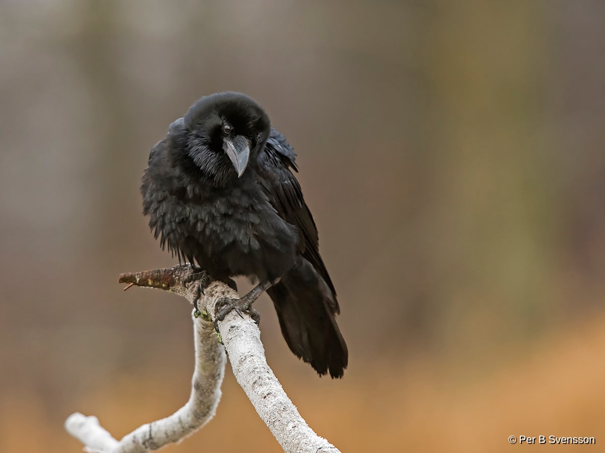 Ravn