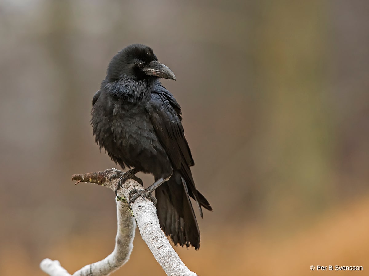 Ravn
