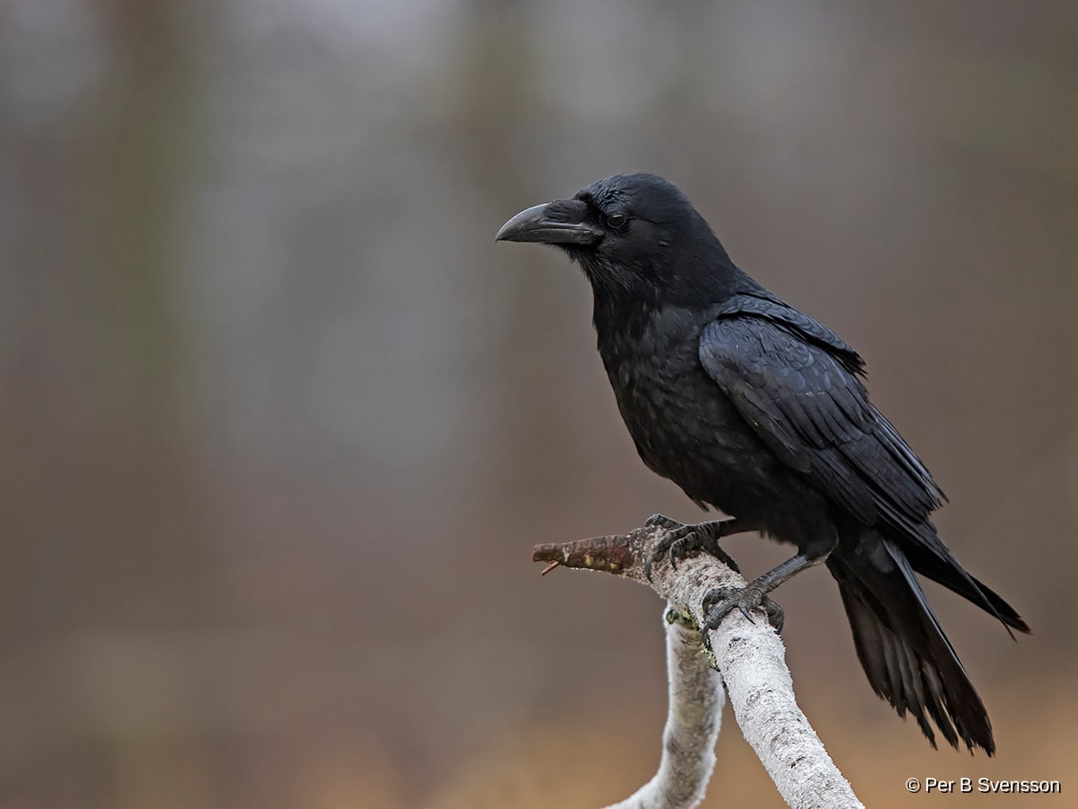 Ravn