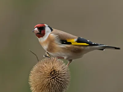 Stillits