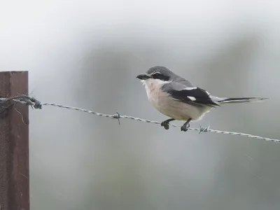 Sydlig Tornskade