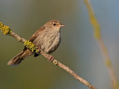 Sydlig Nattergal