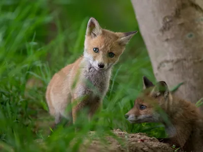 Ræv
