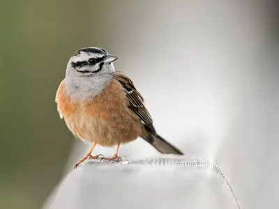 Bjerglærke