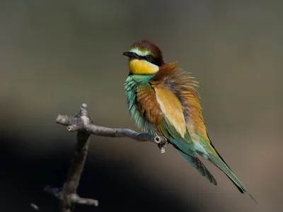 Biæder
