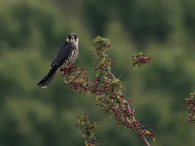 Lærkefalk