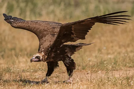 Munkegrib