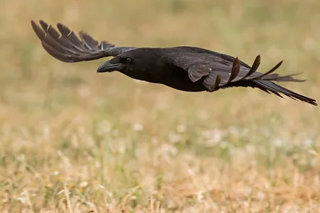 Ravn