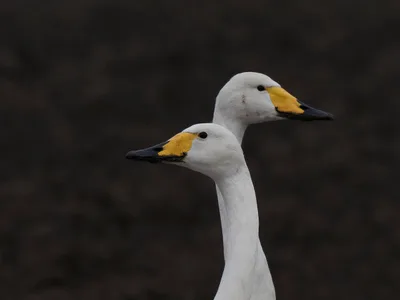 Sangsvane