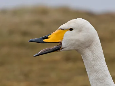 Sangsvane