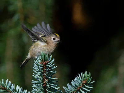 Fuglekonge