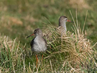 Rødben