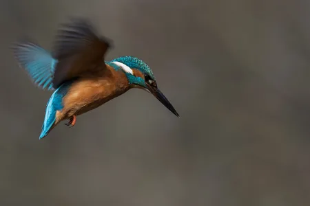 Isfugl