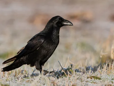 Ravn