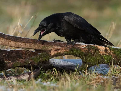 Ravn