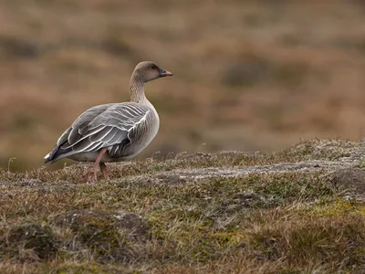 Kortnæbbet Gås