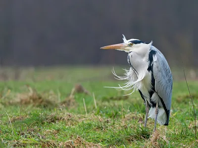 Fiskehejre