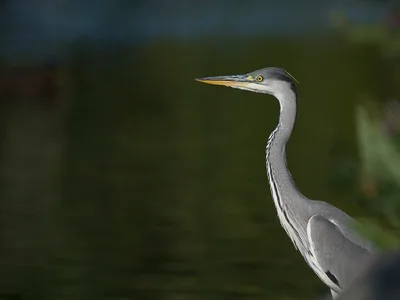 Fiskehejre