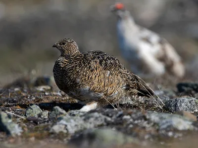 Svalbard rype
