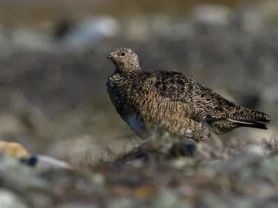 Svalbard rype