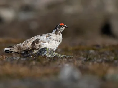 Svalbard rype