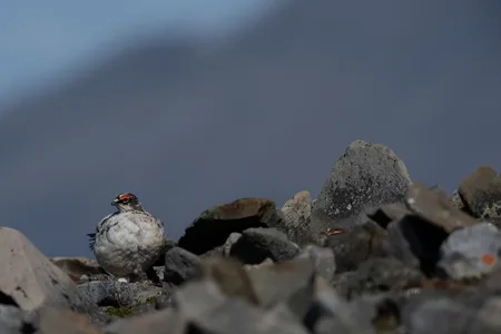 Svalbard rype