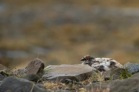 Svalbard rype