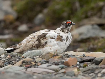 Svalbard rype