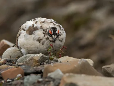 Svalbard rype