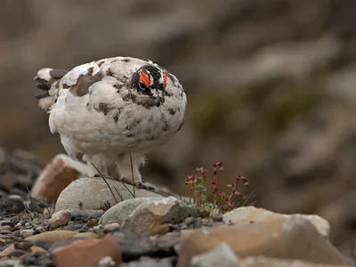 Svalbard rype