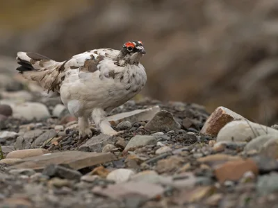 Svalbard rype