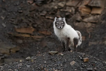 Polarræv