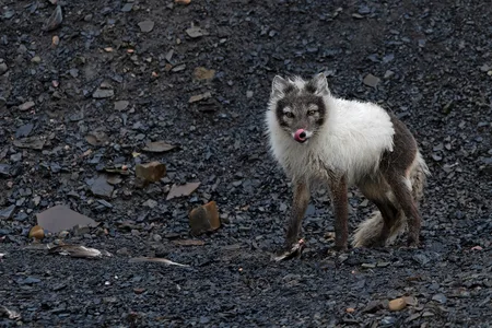 Polarræv