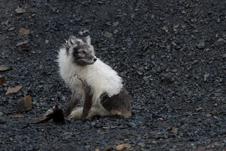 Polarræv