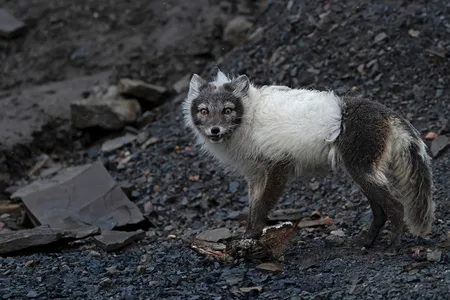 Polarræv