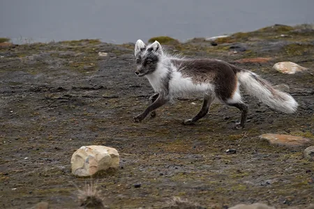 Polarræv