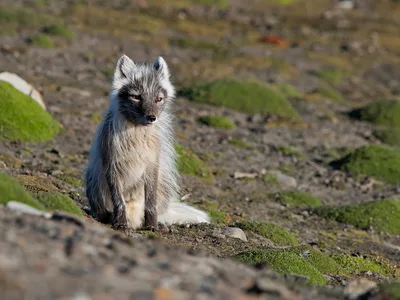 Polarræv