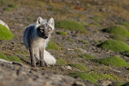 Polarræv