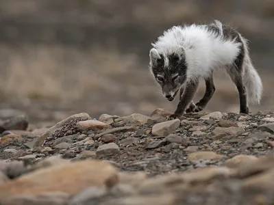 Polarræv
