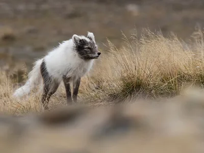 Polarræv
