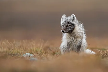 Polarræv