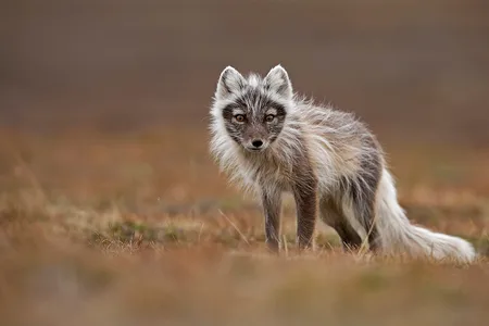 Polarræv