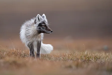 Polarræv